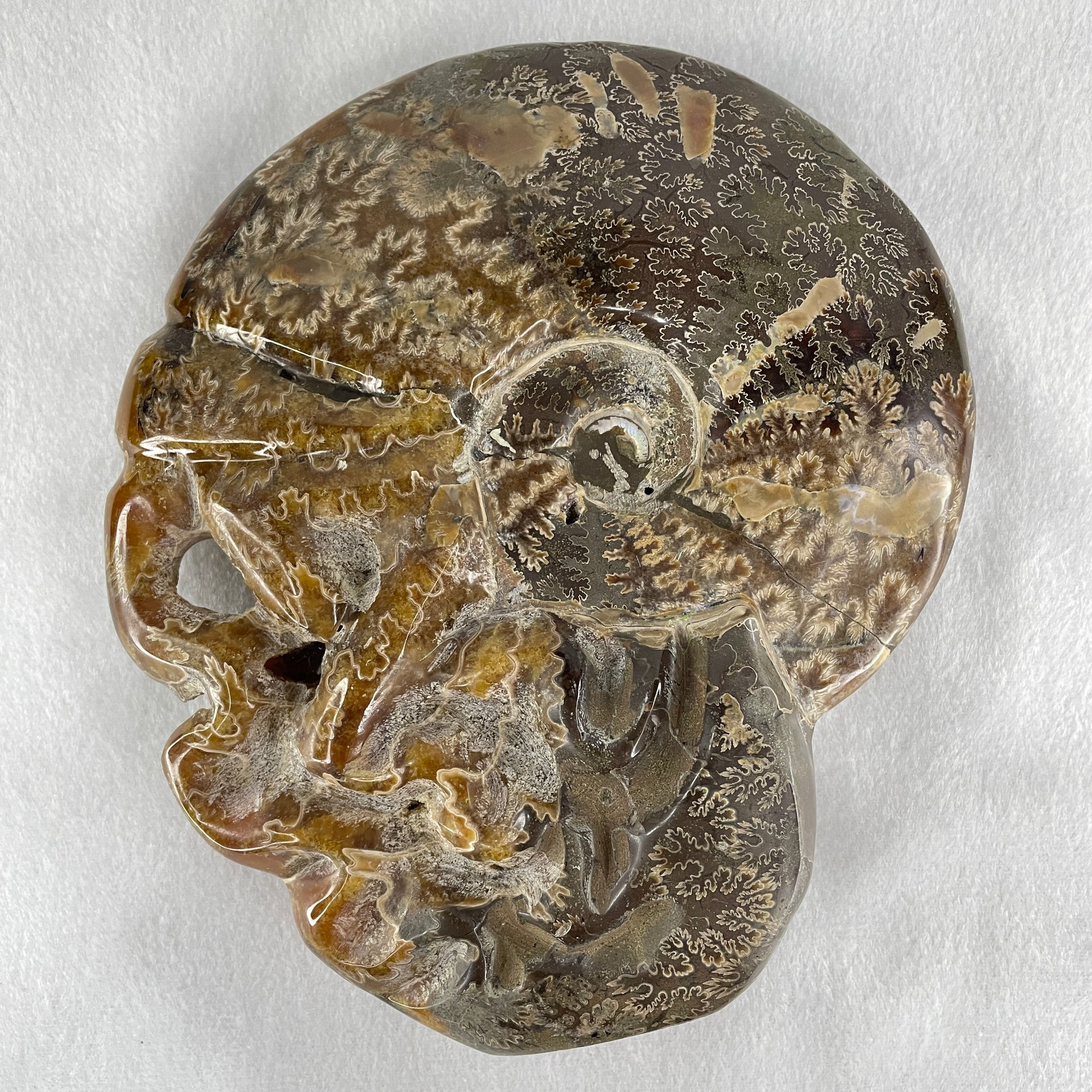 Natural Ammonite Ammonoid Fossil with Wooden Stand - Huangs Jadeite and Jewelry Pte Ltd