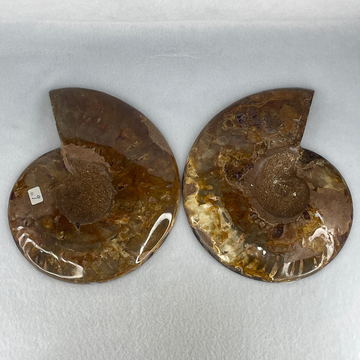 Natural Ammonite Ammonoid Fossil Pair Display Specimen | 160.0mm Mirror-Matched Chamber Matrix (820.1g Combined | Each About 160.0x126.0x35.2mm)
