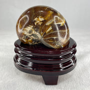 Natural Ammonite Ammonoid Fossil with Wooden Stand 490.3g 104.2 by 81.4 by 110.0mm - Huangs Jadeite and Jewelry Pte Ltd