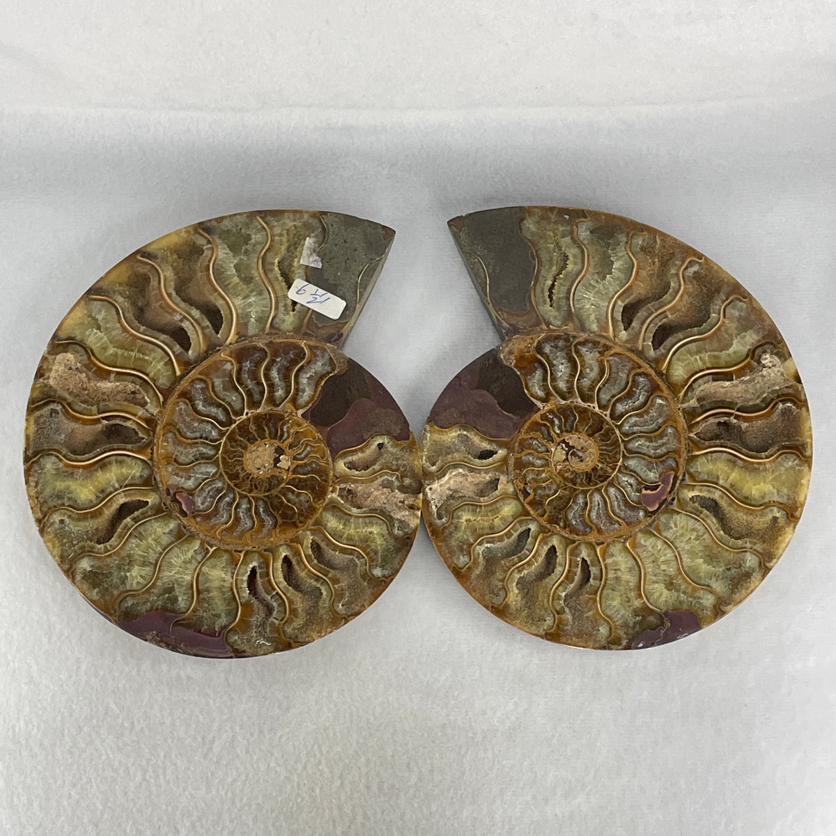 Natural Ammonite Ammonoid Fossil Pair Display Specimen | 170.0mm Mirror-Matched Chamber Matrix (864.3g Combined | Each About 170.0x135.5x37.0mm)