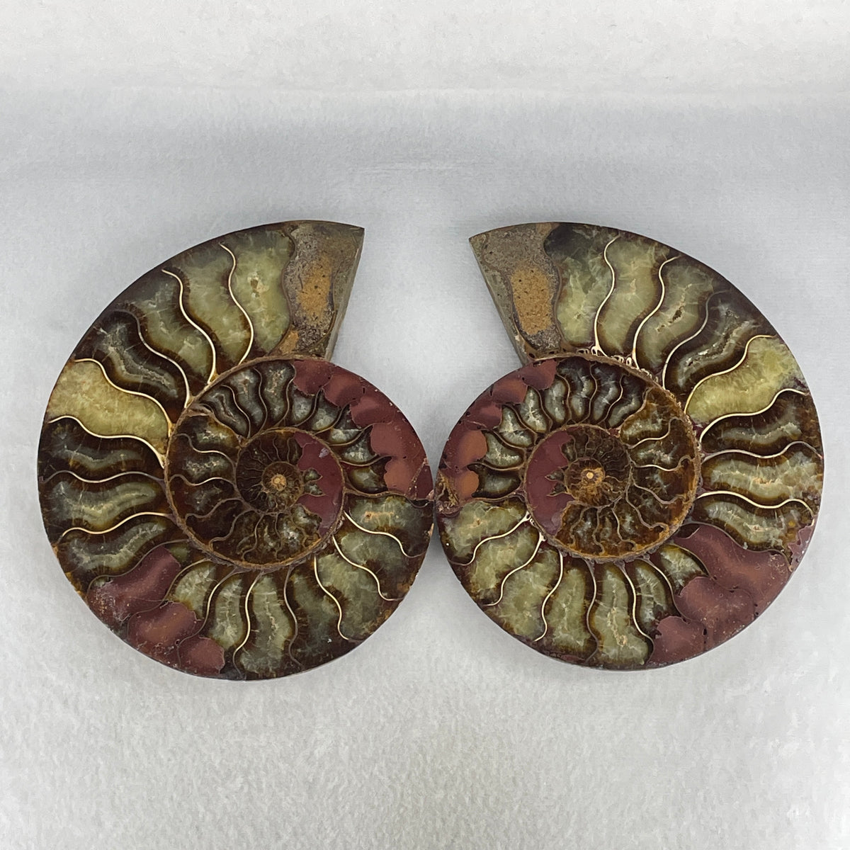 Natural Ammonite Ammonoid Fossil Pair Display Specimen | 160.0mm Mirror-Matched Chamber Matrix (820.1g Combined | Each About 160.0x126.0x35.2mm)