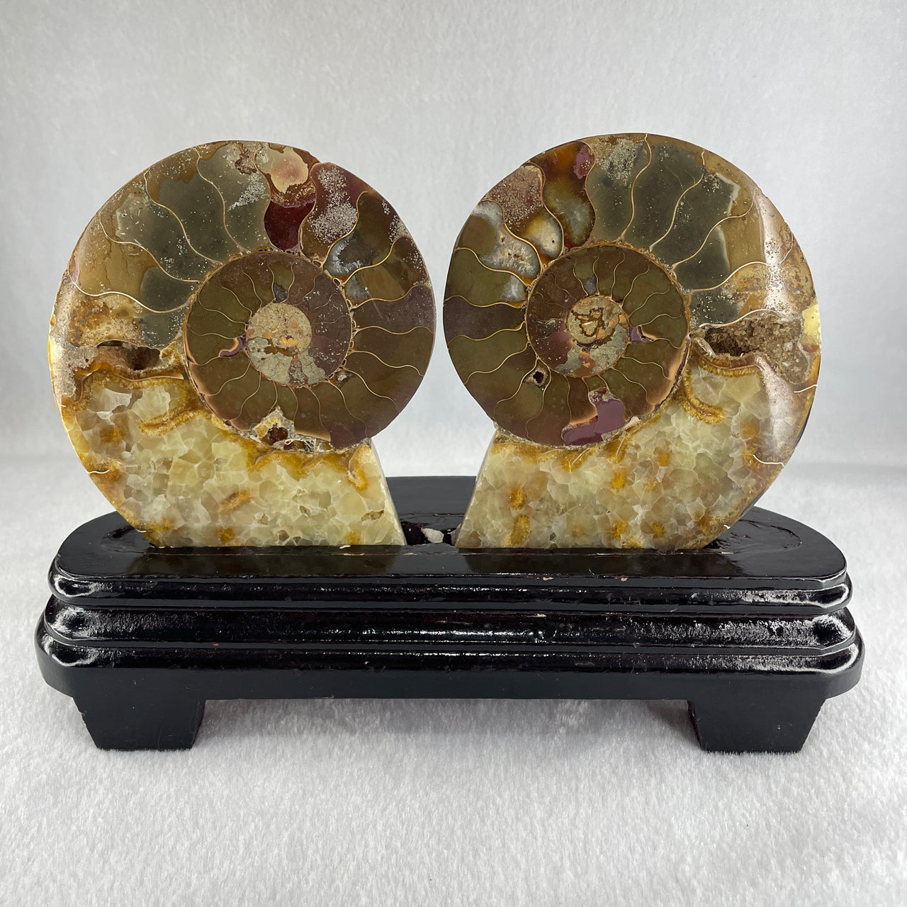 Natural Ammonite Ammonoid Fossil with Wooden Stand 732.0g 220.0 by 76.7 by 150.0mm - Huangs Jadeite and Jewelry Pte Ltd