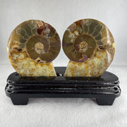 Natural Ammonite Ammonoid Fossil with Wooden Stand 732.0g 220.0 by 76.7 by 150.0mm - Huangs Jadeite and Jewelry Pte Ltd
