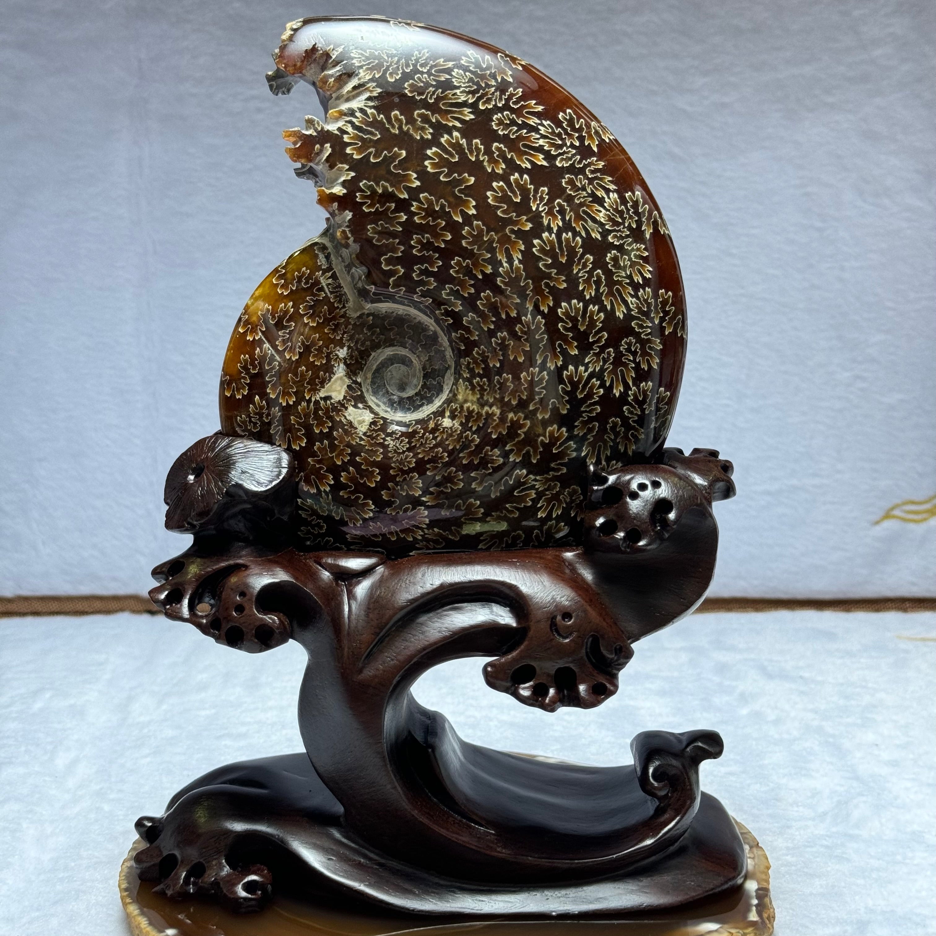 Ammonite Fossils & Jewelry Collection