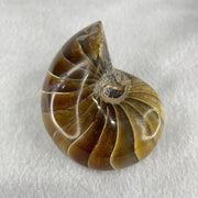Natural Ammonite Ammonoid Fossil with Wooden Stand 331.4g 92.0 by 70.2 y 103.5mm - Huangs Jadeite and Jewelry Pte Ltd