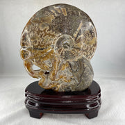 Natural Ammonite Ammonoid Fossil with Wooden Stand - Huangs Jadeite and Jewelry Pte Ltd