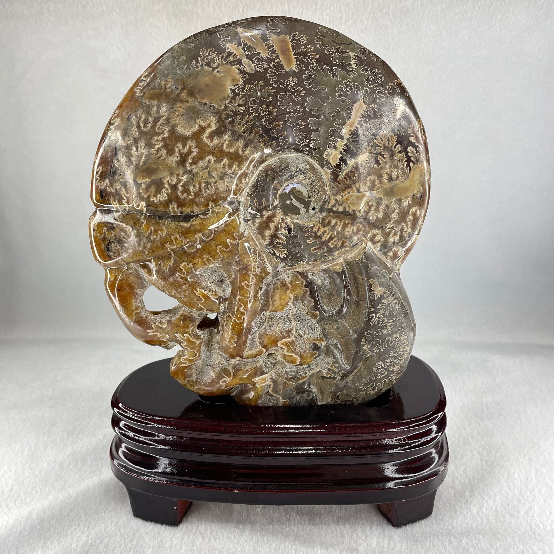 Natural Ammonite Ammonoid Fossil with Wooden Stand - Huangs Jadeite and Jewelry Pte Ltd