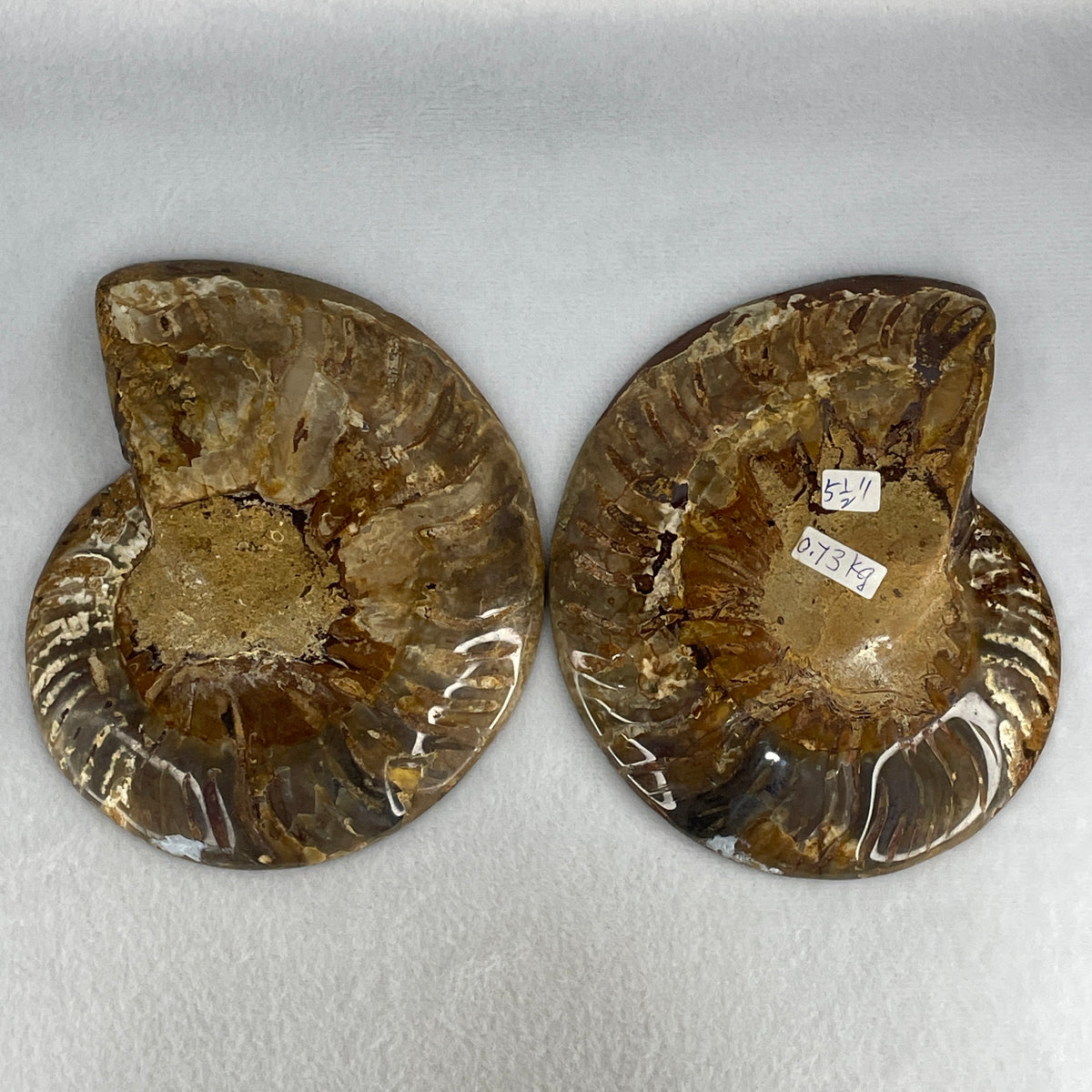 Natural Ammonite Ammonoid Fossil Pair Display Specimen | 144.8mm Mirror-Matched Chamber Matrix (726.3g Combined | each About 144.8x116.7x35.8mm)