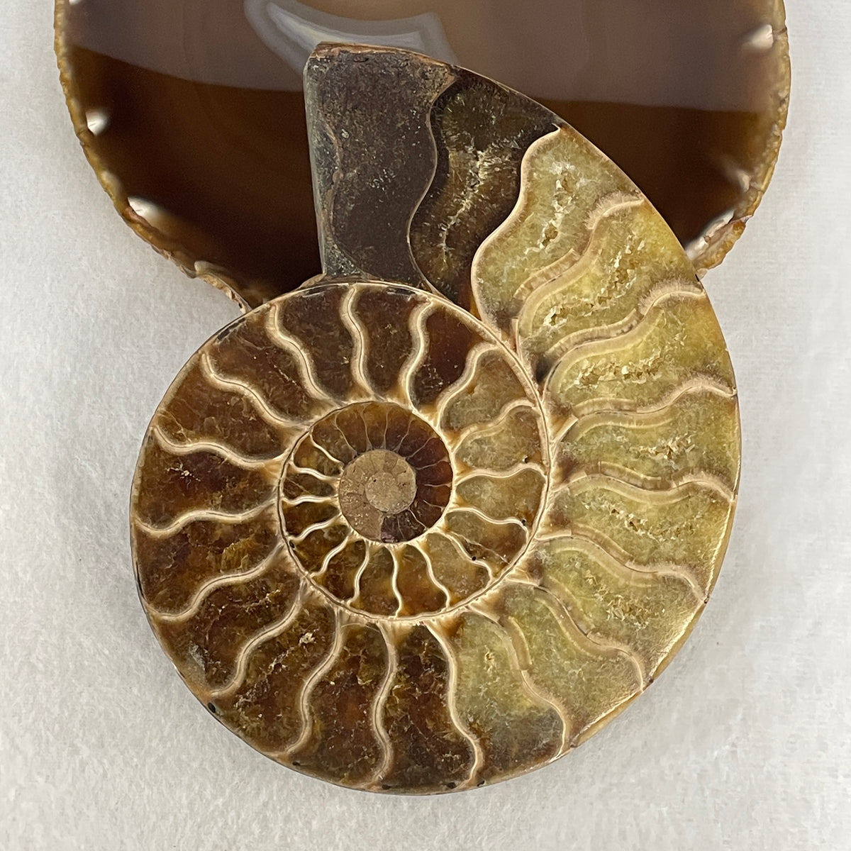 Natural Ammonite Ammonoid Fossil Single Half Display Specimen | 149.0mm Face-Polished Chamber Matrix (390.9g | 149.0x115.6x20.2mm)