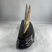 Natural Ammonite Ammonoid Fossil with Wooden Stand 732.0g 220.0 by 76.7 by 150.0mm - Huangs Jadeite and Jewelry Pte Ltd