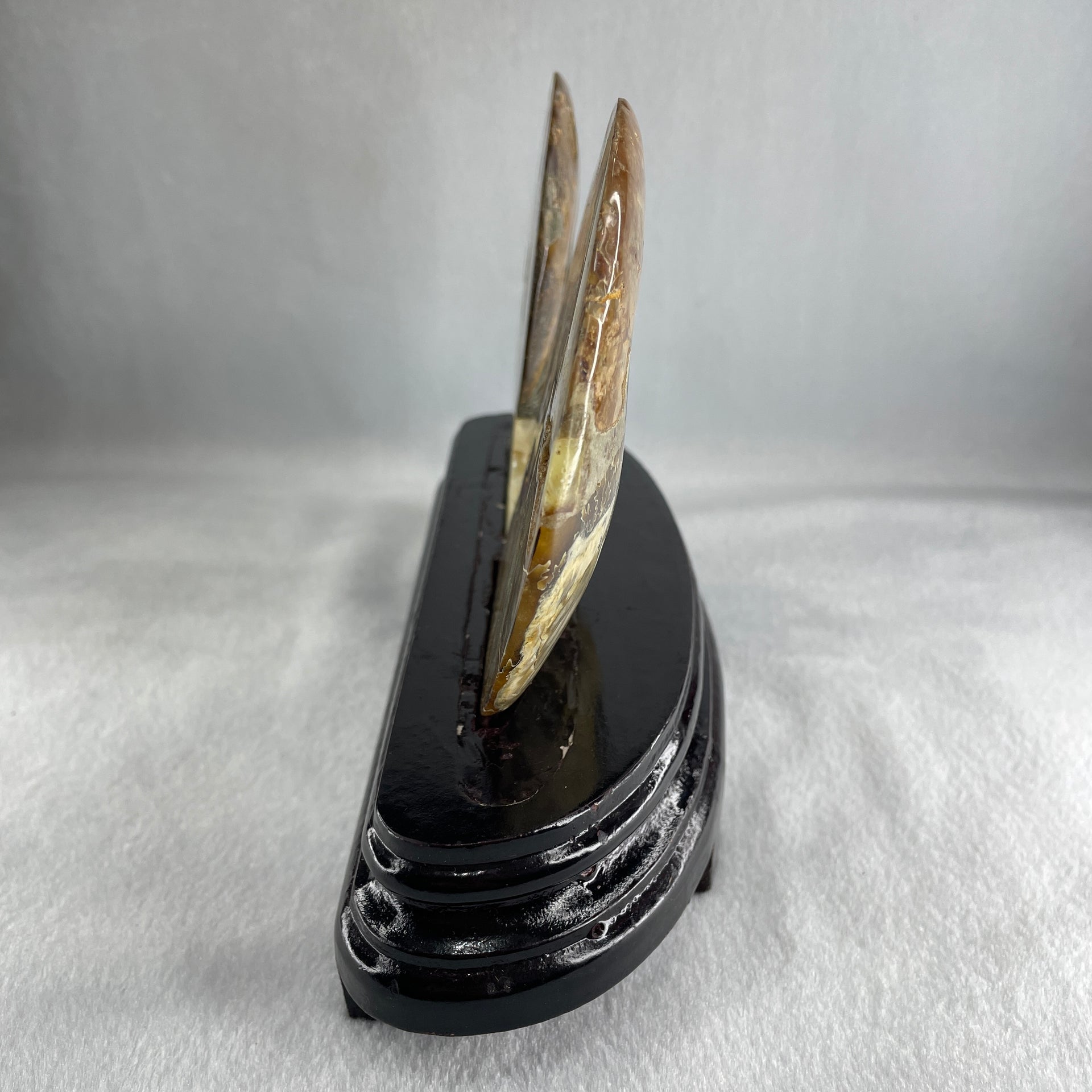 Natural Ammonite Ammonoid Fossil with Wooden Stand 732.0g 220.0 by 76.7 by 150.0mm - Huangs Jadeite and Jewelry Pte Ltd