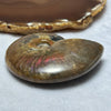 Natural Ammolite Fossil Display 111.56g 76.3 by 60.4 by 21.1mm - Huangs Jadeite and Jewelry Pte Ltd