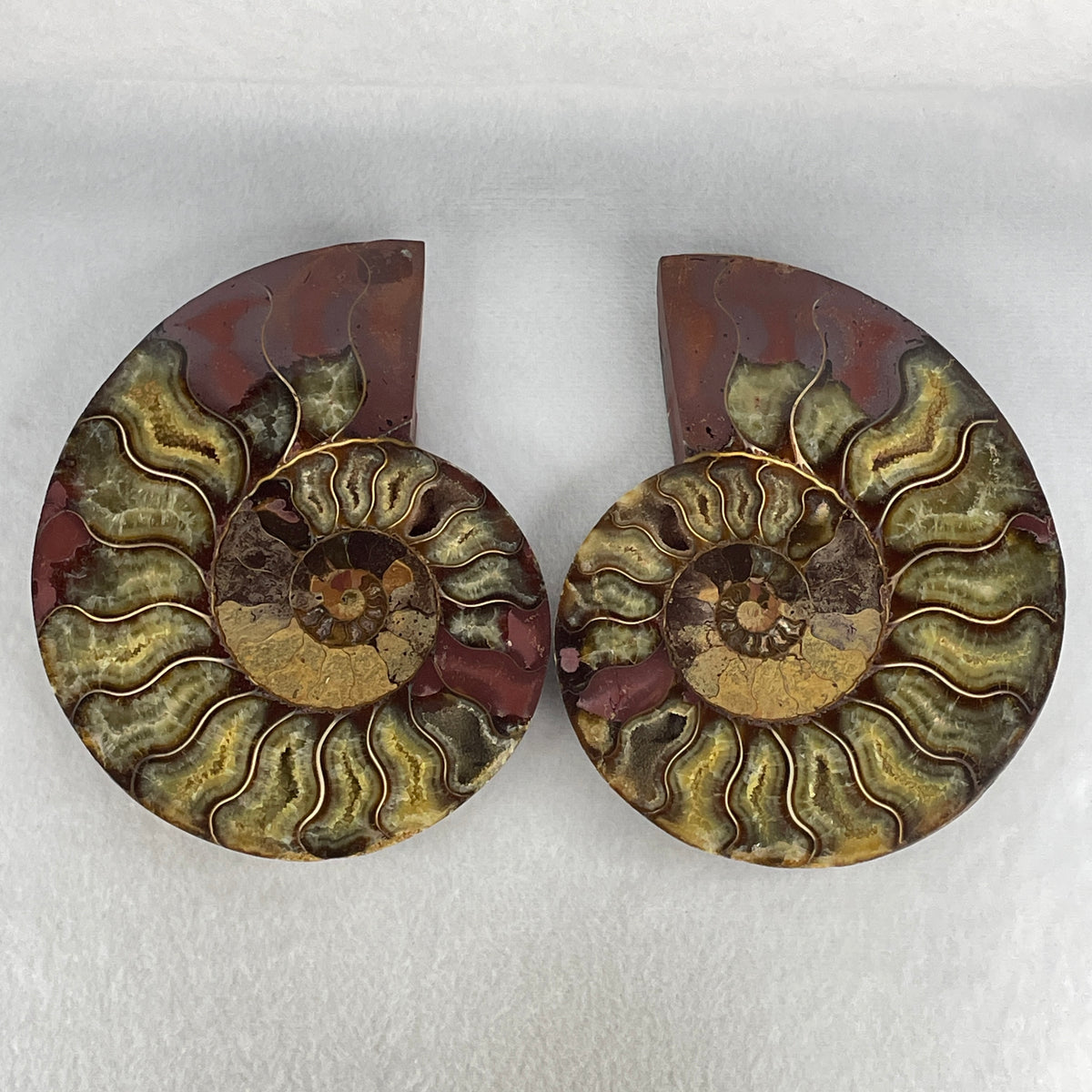 Natural Ammonite Ammonoid Fossil Pair Display Specimen | 149.8mm Mirror-Matched Chamber Matrix (789.7g Combined | 149.8x116.2x39.0mm Each)