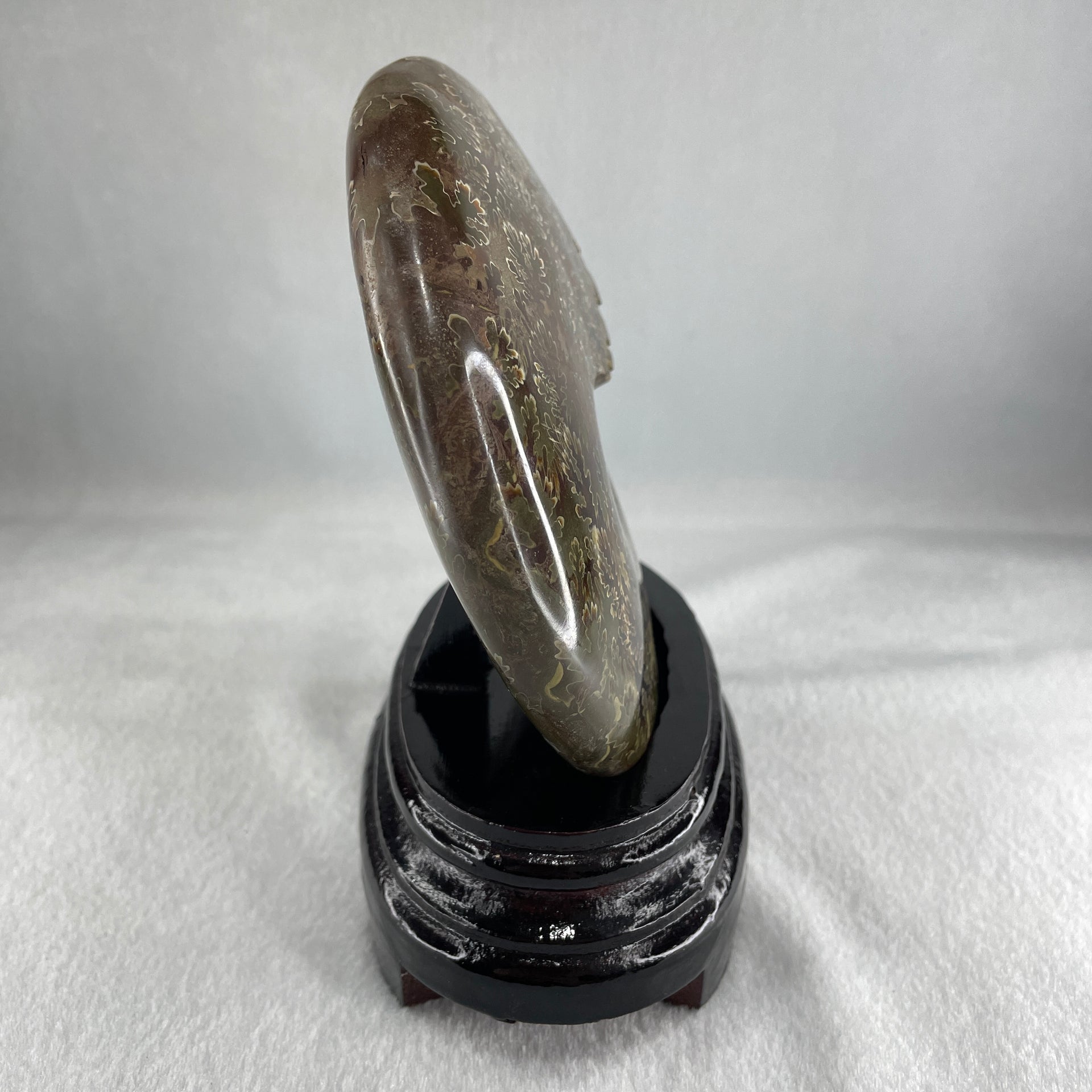 Natural Ammonite Ammonoid Fossil with Wooden Stand 875.2g 111.8 by 87.2 by 159.5mm - Huangs Jadeite and Jewelry Pte Ltd