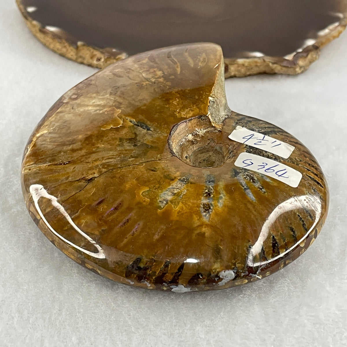 Natural Ammonite Ammonoid Fossil Display Specimen | 118.4mm Ancient Suture Spiral Matrix (363.5g | 118.4x91.2x30.8mm)