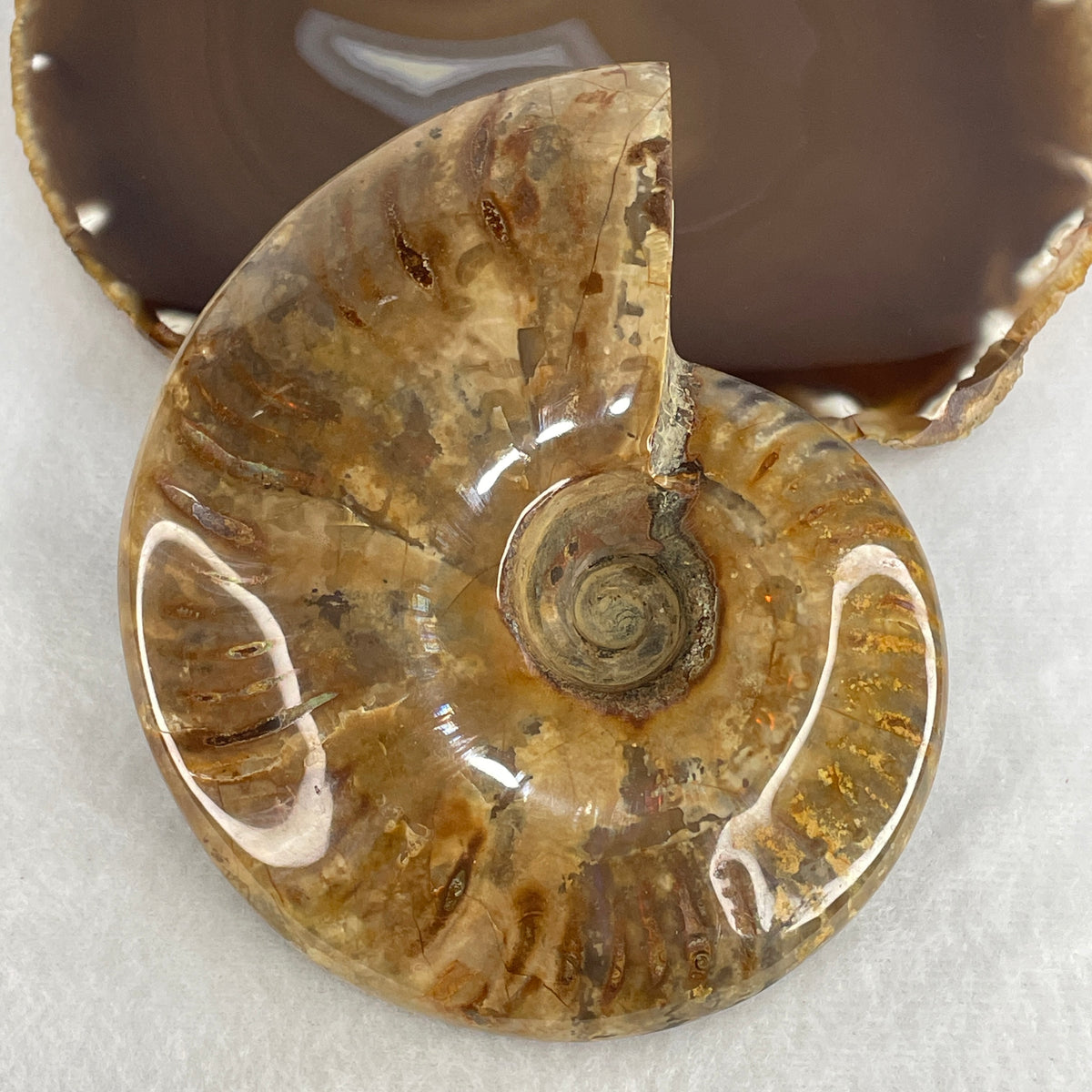 Natural Ammonite Ammonoid Fossil Display Specimen | 121.5mm Ancient Suture Spiral Matrix (40.79g | 121.5x103.0x30.0mm)