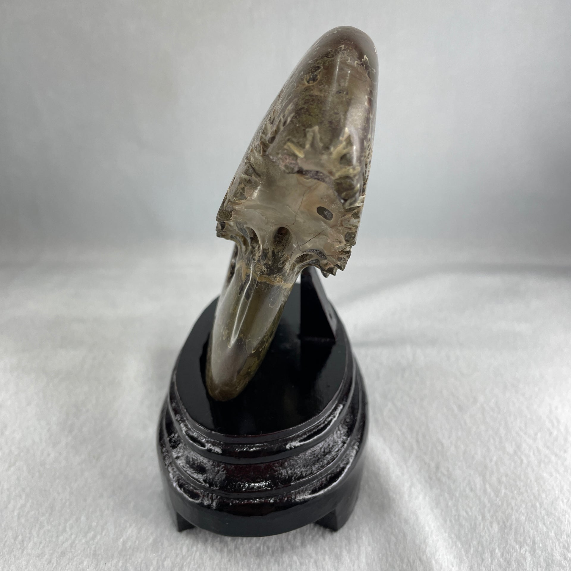 Natural Ammonite Ammonoid Fossil with Wooden Stand 875.2g 111.8 by 87.2 by 159.5mm - Huangs Jadeite and Jewelry Pte Ltd