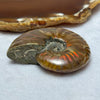 Natural Ammolite Fossil Display 53.71g 56.1 by 45.0 by 17.1mm - Huangs Jadeite and Jewelry Pte Ltd