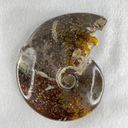 Natural Ammonite Ammonoid Fossil with Wooden Stand 441.7g 117.8 by 77.0 by 142.0mm - Huangs Jadeite and Jewelry Pte Ltd