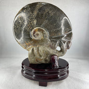 Natural Ammonite Ammonoid Fossil with Wooden Stand - Huangs Jadeite and Jewelry Pte Ltd