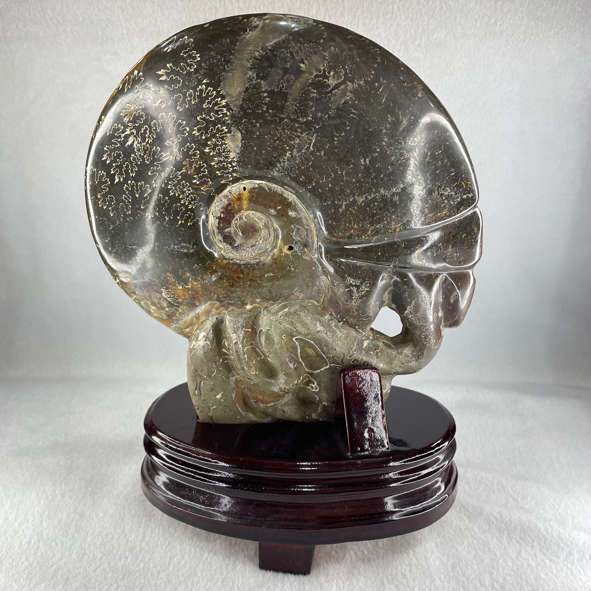 Natural Ammonite Ammonoid Fossil with Wooden Stand - Huangs Jadeite and Jewelry Pte Ltd