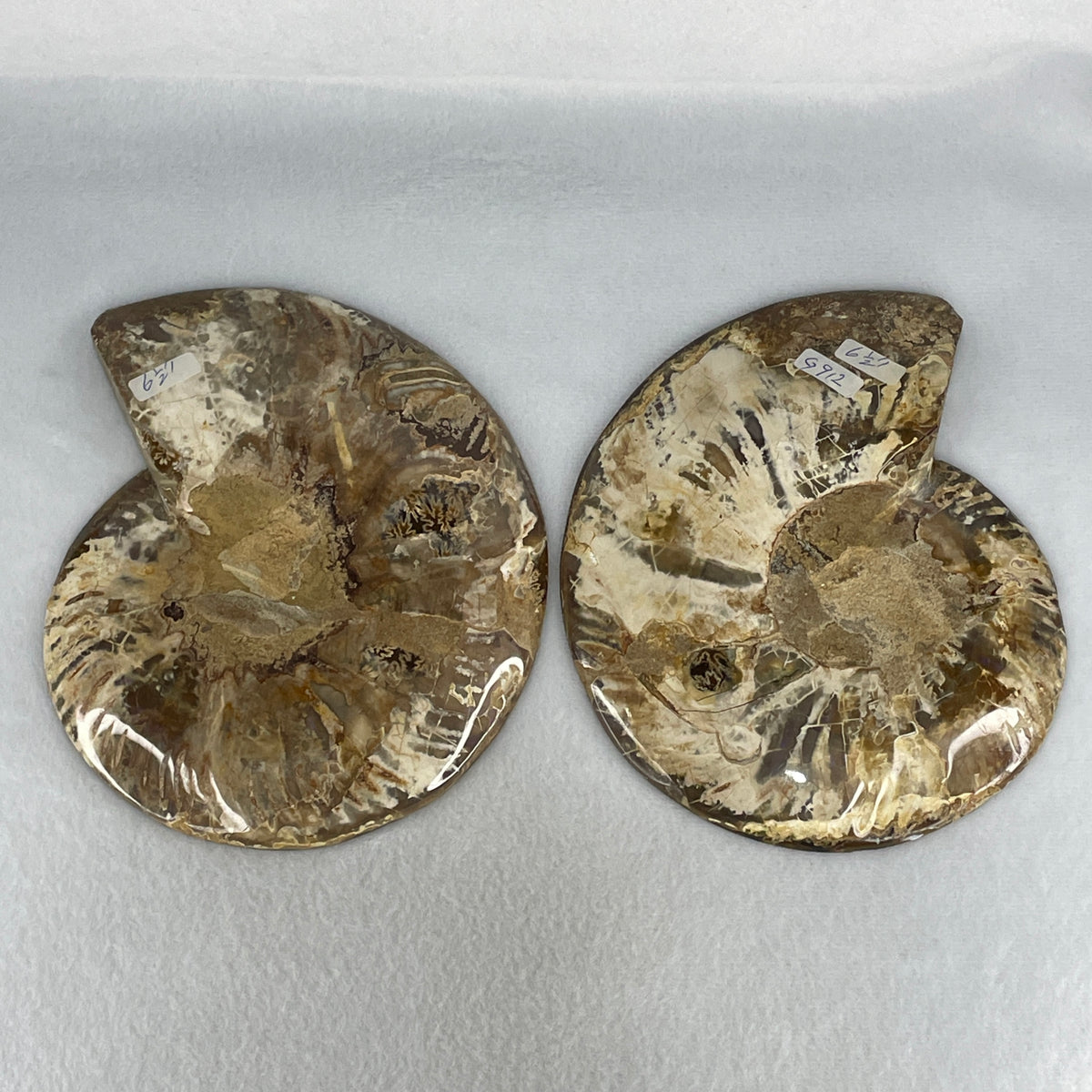 Natural Ammonite Ammonoid Fossil Pair Display Specimen | 170.0mm Mirror-Matched Chamber Matrix (911.5g Combined | Each About 170.0x150.0x34.0mm0