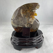 Natural Ammonite Ammonoid Fossil with Wooden Stand 441.7g 117.8 by 77.0 by 142.0mm - Huangs Jadeite and Jewelry Pte Ltd