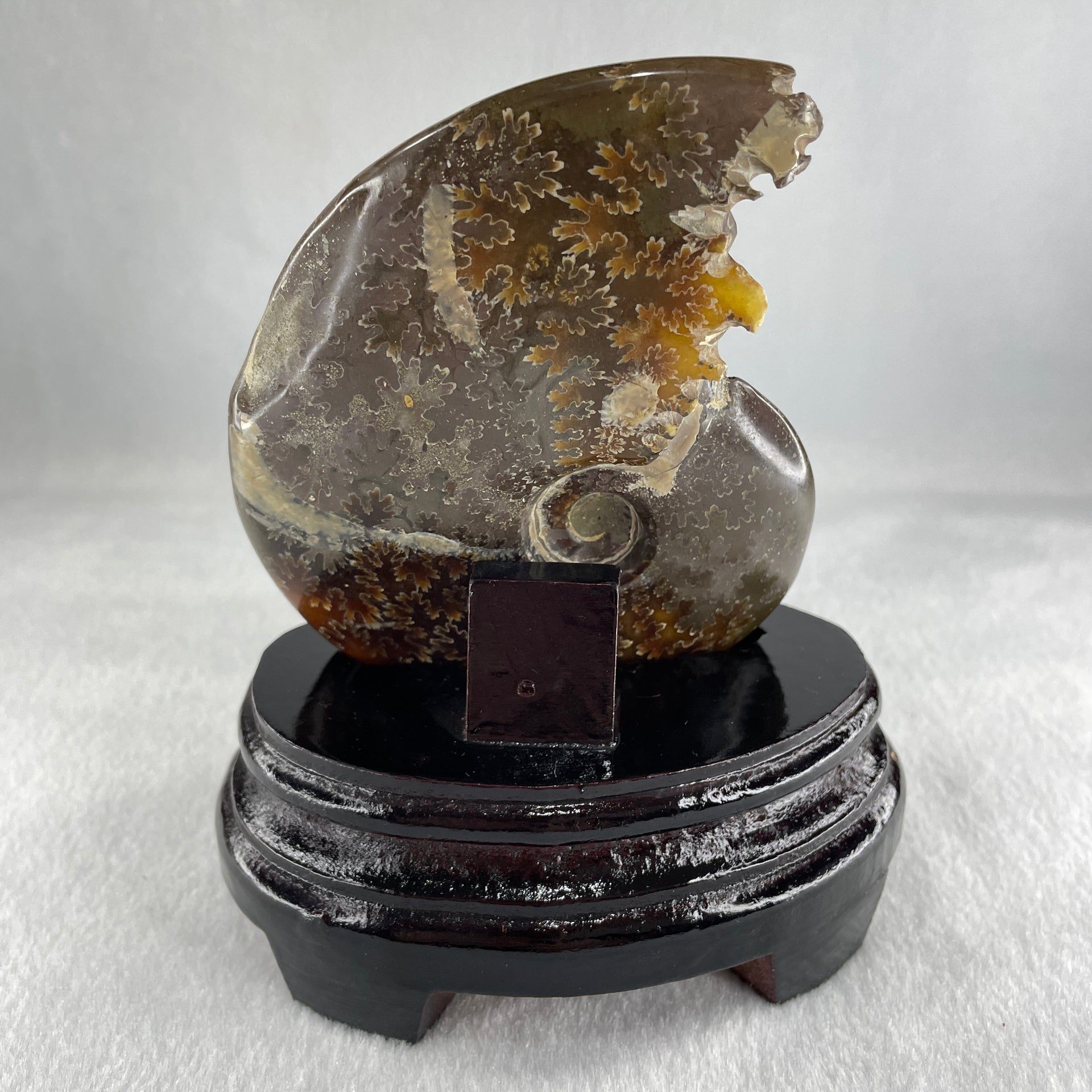 Natural Ammonite Ammonoid Fossil with Wooden Stand 441.7g 117.8 by 77.0 by 142.0mm - Huangs Jadeite and Jewelry Pte Ltd