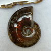 Natural Ammolite Fossil Display 51.53g 56.9 by 45.3 by 16.7mm - Huangs Jadeite and Jewelry Pte Ltd