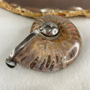 Natural Ammonite Fossil in Silver Pendant 61.42g 56.0 by 44.4 by 18.4mm - Huangs Jadeite and Jewelry Pte Ltd
