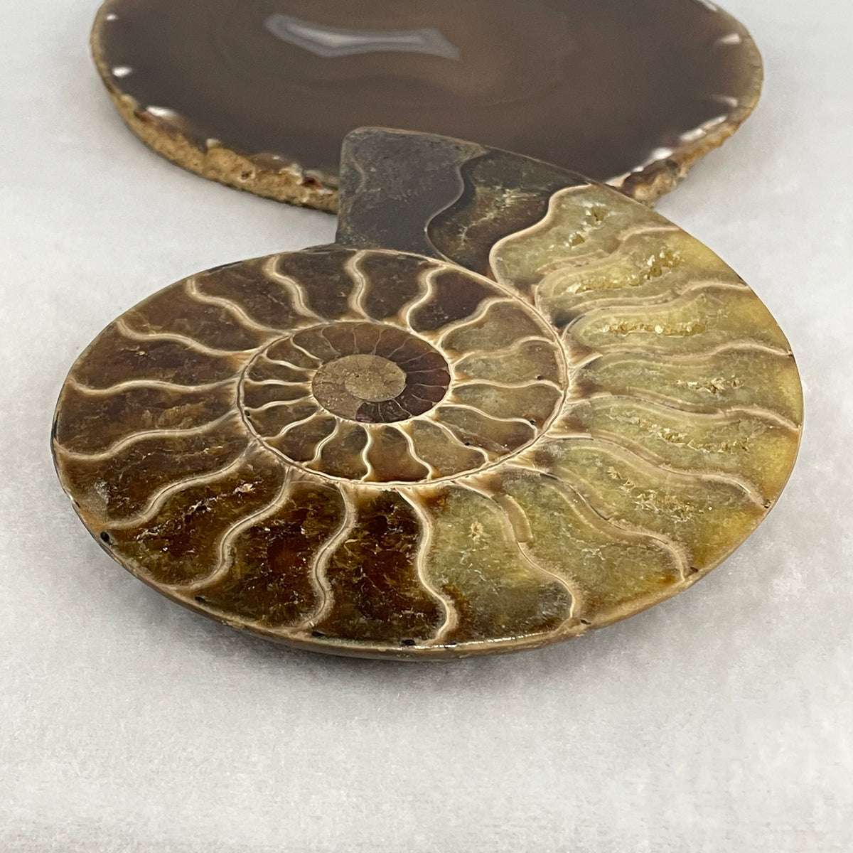 Natural Ammonite Ammonoid Fossil Single Half Display Specimen | 149.0mm Face-Polished Chamber Matrix (390.9g | 149.0x115.6x20.2mm)