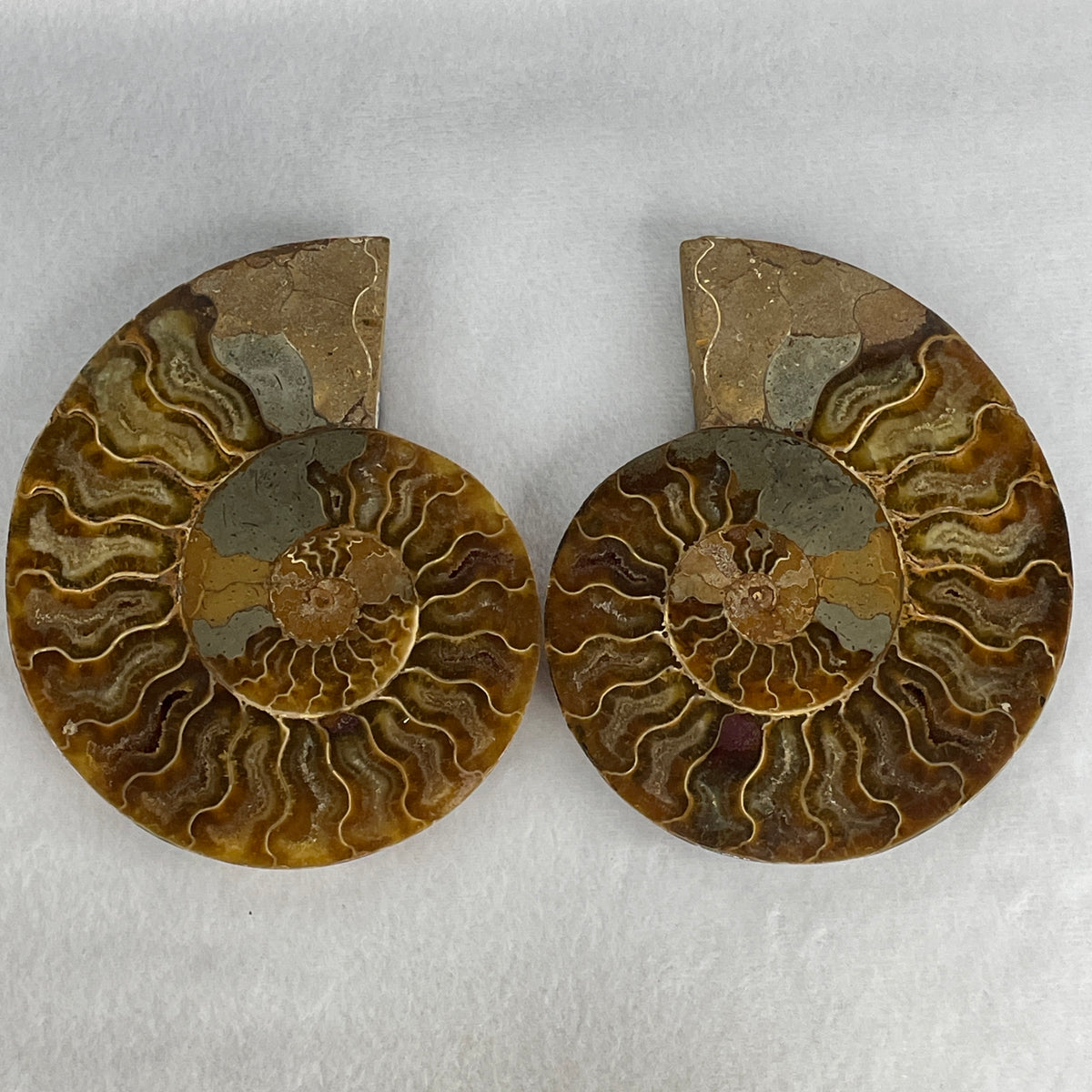 Natural Ammonite Ammonoid Fossil Pair Display Specimen | 121.5mm Mirror-Matched Chamber Matrix (377.0g Combined | 121.5x98.8x28.5mm)