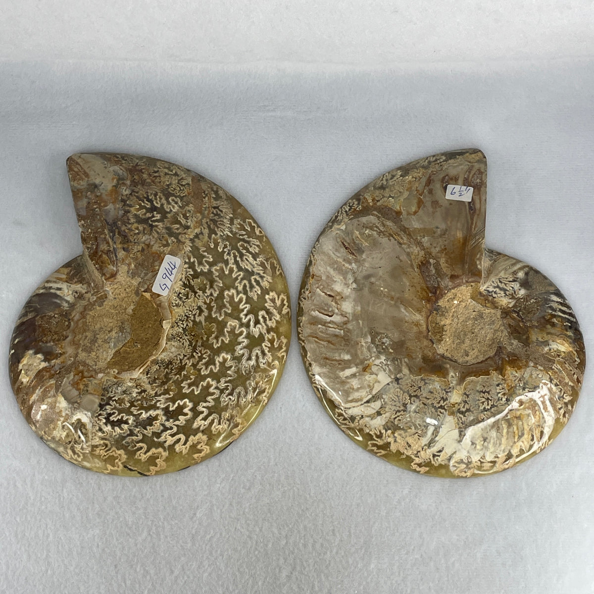 Natural Ammonite Ammonoid Fossil Pair Display Specimen | 180.0mm Mirror-Matched Chamber Matrix (944.5g Combined | Each About 180.0x137.5x37.8mm)