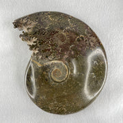 Natural Ammonite Ammonoid Fossil with Wooden Stand 875.2g 111.8 by 87.2 by 159.5mm - Huangs Jadeite and Jewelry Pte Ltd