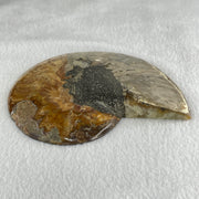 Natural Ammonite Ammonoid Fossil with Wooden Stand 732.0g 220.0 by 76.7 by 150.0mm - Huangs Jadeite and Jewelry Pte Ltd