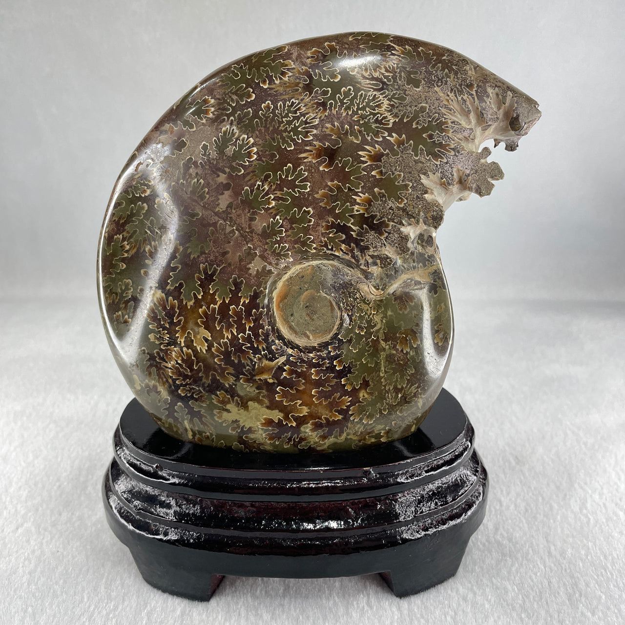 Natural Ammonite Ammonoid Fossil with Wooden Stand 875.2g 111.8 by 87.2 by 159.5mm - Huangs Jadeite and Jewelry Pte Ltd