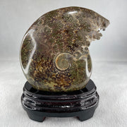 Natural Ammonite Ammonoid Fossil with Wooden Stand 875.2g 111.8 by 87.2 by 159.5mm - Huangs Jadeite and Jewelry Pte Ltd