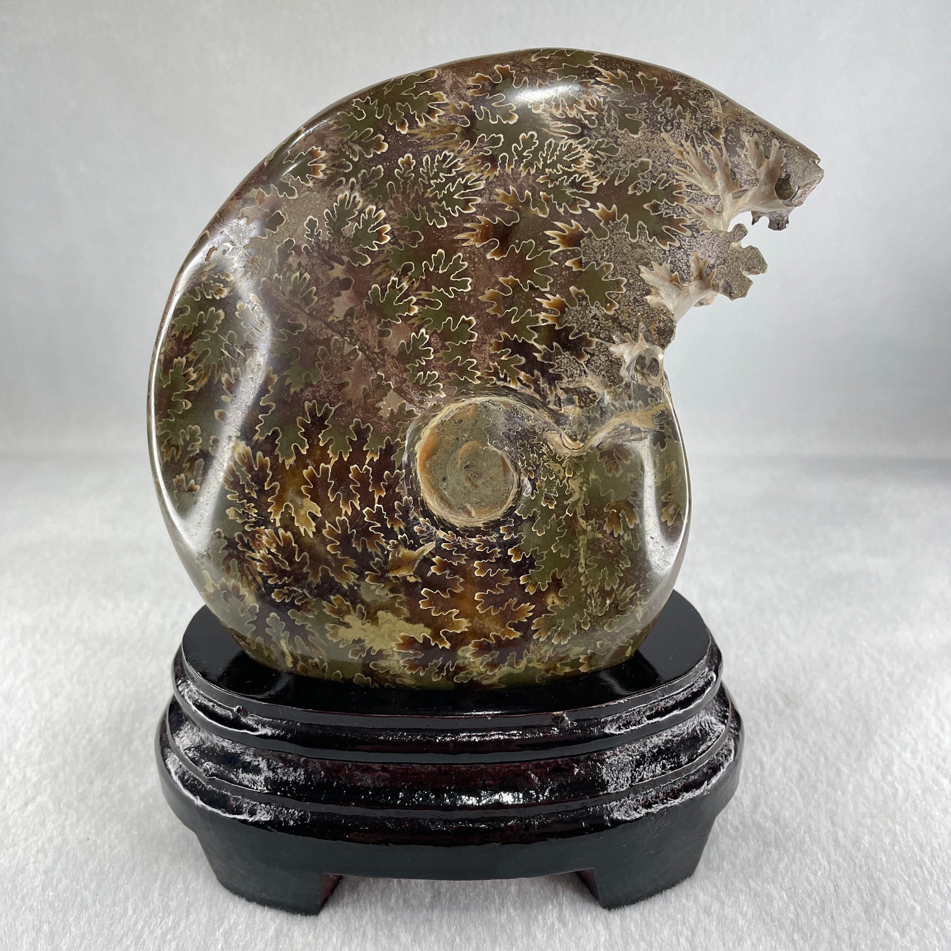 Natural Ammonite Ammonoid Fossil with Wooden Stand 875.2g 111.8 by 87.2 by 159.5mm - Huangs Jadeite and Jewelry Pte Ltd
