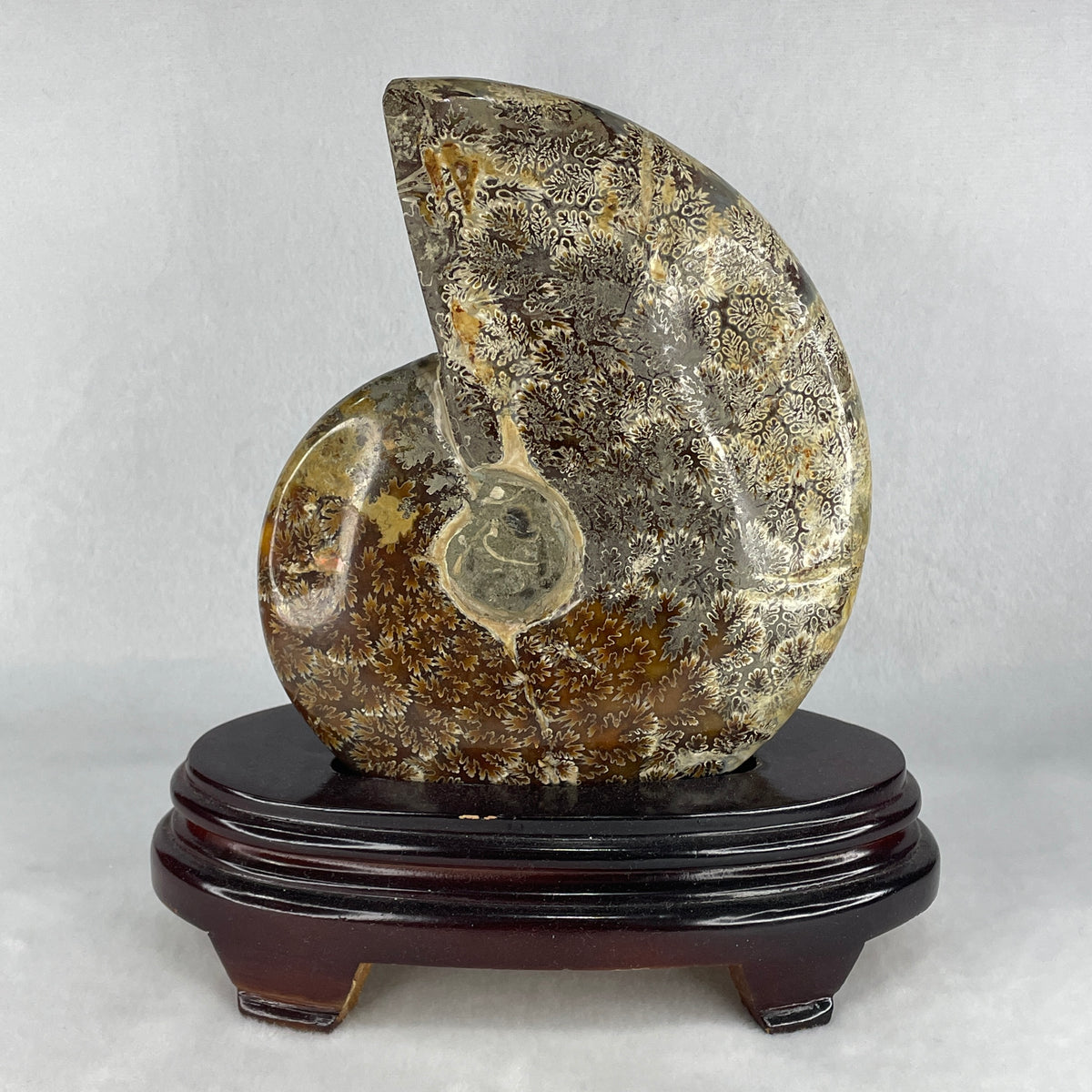 Natural Large Ammonite Ammonoid Shell Fossil with Wooden Display Stand | Masterpiece Prehistoric Marine Specimen (1,398.2g | 180.0 x 100.0 x 210.0mm)