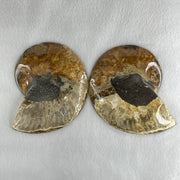 Natural Ammonite Ammonoid Fossil with Wooden Stand 732.0g 220.0 by 76.7 by 150.0mm - Huangs Jadeite and Jewelry Pte Ltd