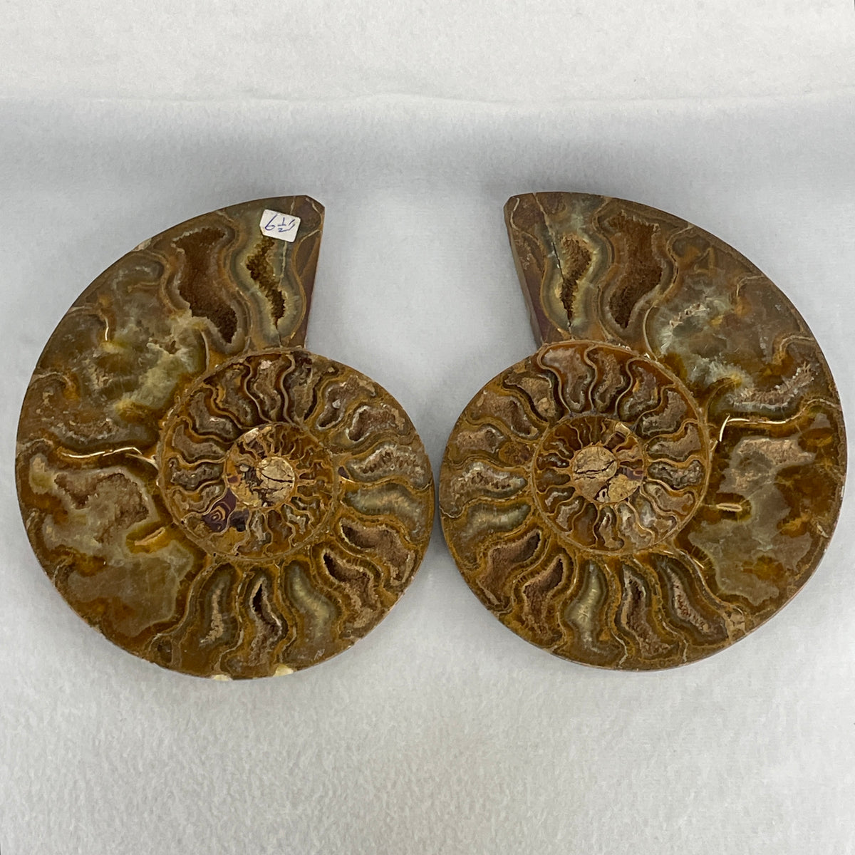 Natural Ammonite Ammonoid Fossil Pair Display Specimen | 175.0mm Mirror-Matched Chamber Matrix (812.0g Combined | 175.0x133.8x37.8mm)