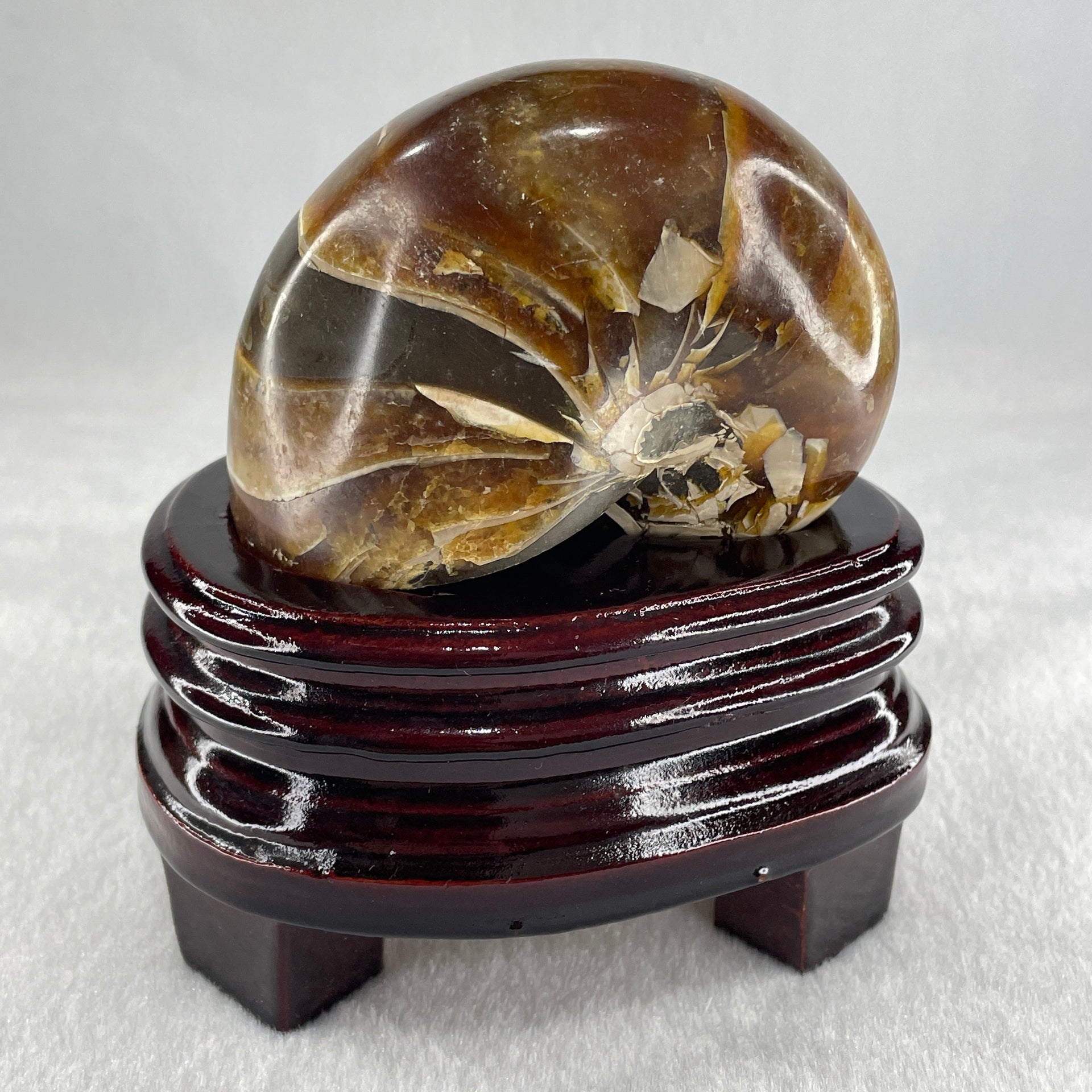 Natural Ammonite Ammonoid Fossil with Wooden Stand 490.3g 104.2 by 81.4 by 110.0mm - Huangs Jadeite and Jewelry Pte Ltd