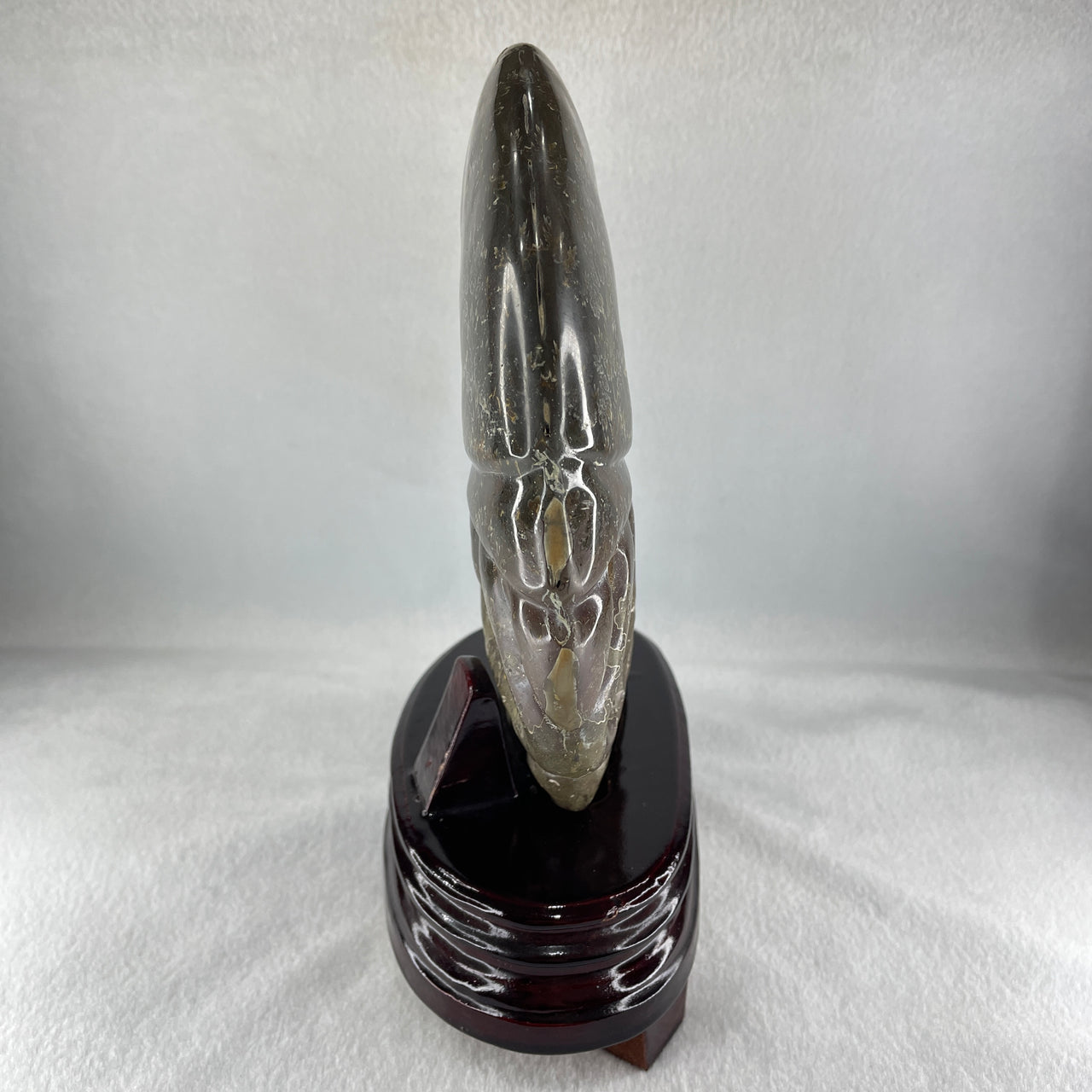 Natural Ammonite Ammonoid Fossil with Wooden Stand - Huangs Jadeite and Jewelry Pte Ltd