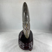 Natural Ammonite Ammonoid Fossil with Wooden Stand - Huangs Jadeite and Jewelry Pte Ltd