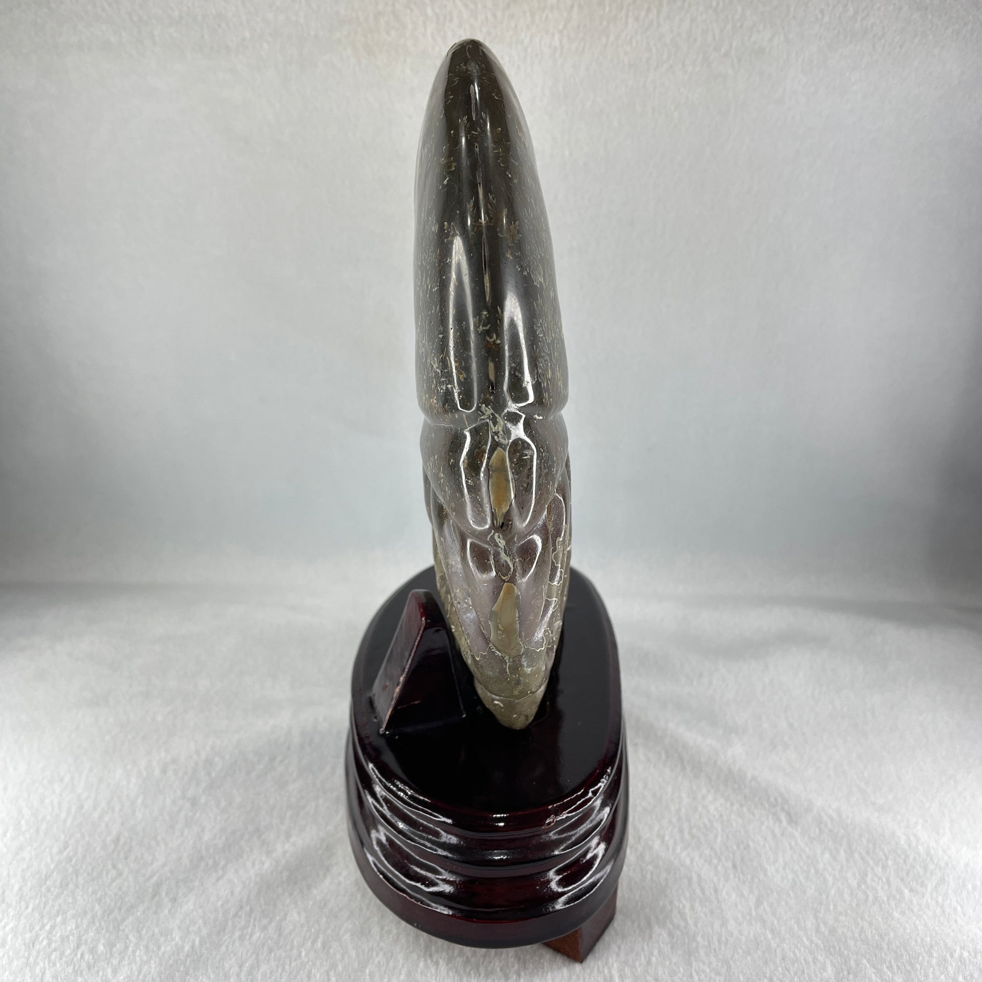 Natural Ammonite Ammonoid Fossil with Wooden Stand - Huangs Jadeite and Jewelry Pte Ltd