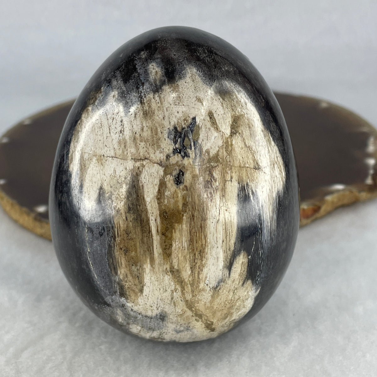Natural Petrified Wood Egg Sculpture Display with Wooden Stand | Fossilized Earth & Beginnings Talisman (536.3g | 67.5x105.5mm | Anchor, Primordial Stability, Life Force Regeneration & Financial Security)