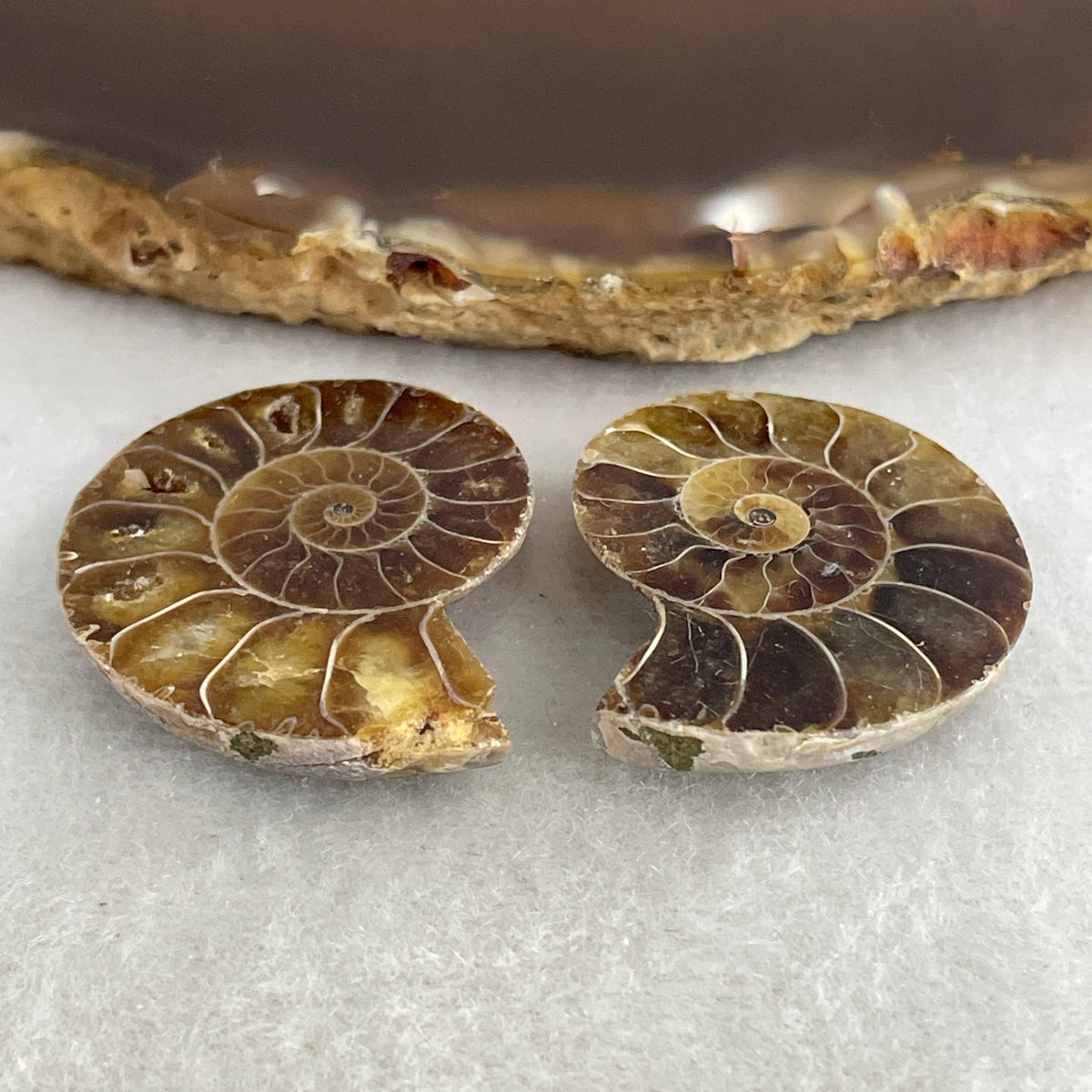 Natural Ammonite Ammonoid Fossil Pair Display | (130.8g | 30.2 x 24.4 x 6.9mm | Catalyst, "Golden Ratio Sacred Geometry" Spiral Harmony Generator, Feng Shui Perpetual Prosperity Anchor)