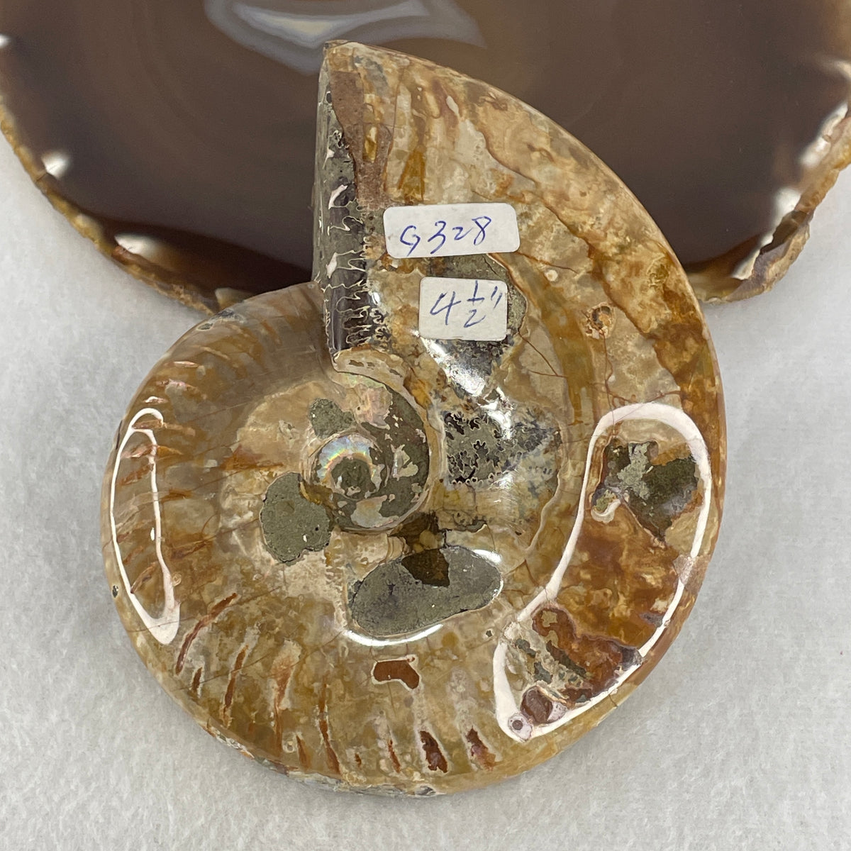 Natural Ammonite Ammonoid Fossil Display Specimen | 115.6mm Ancient Suture Spiral Matrix (326.7g | 115.6x89.2x29.3mm)