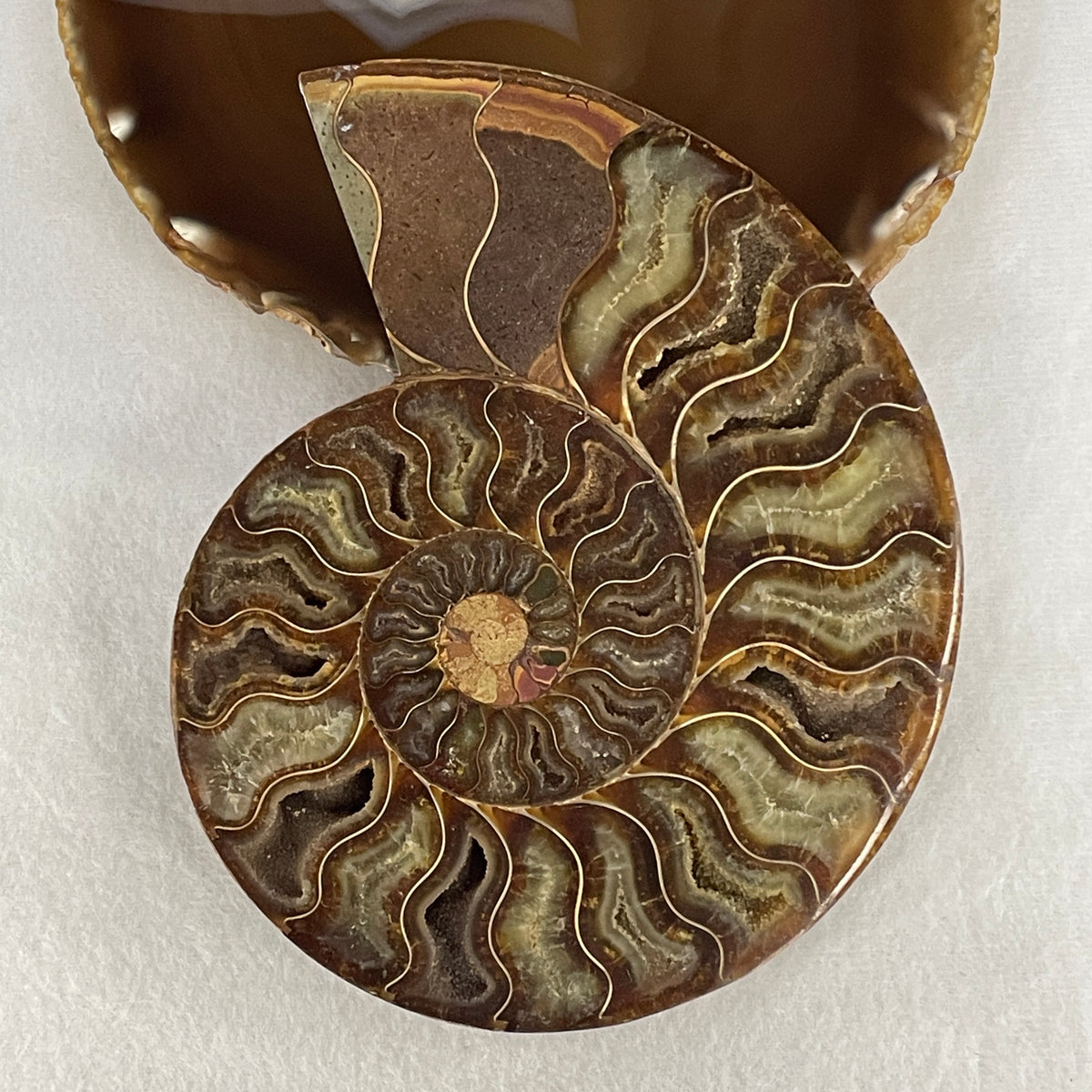 Natural Ammonite Ammonoid Fossil Single Half Display Specimen | 157.0mm Face-Polished Chamber Matrix (426.6g | 157.0x118.8x17.9mm)