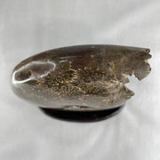 Natural Ammonite Ammonoid Fossil with Wooden Stand 875.2g 111.8 by 87.2 by 159.5mm - Huangs Jadeite and Jewelry Pte Ltd